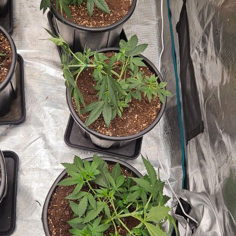 Lemon Orange growlog timeline photo