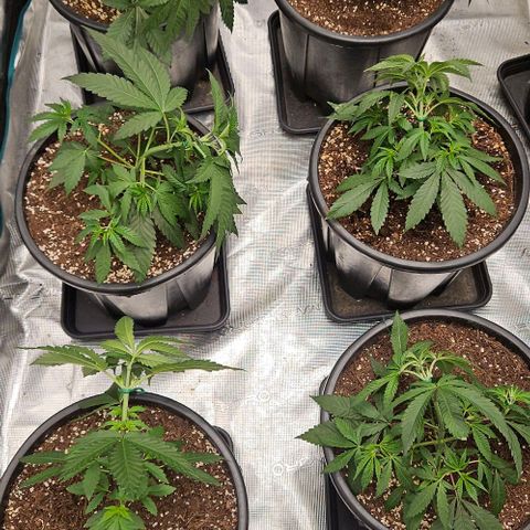 Lemon Orange growlog timeline photo