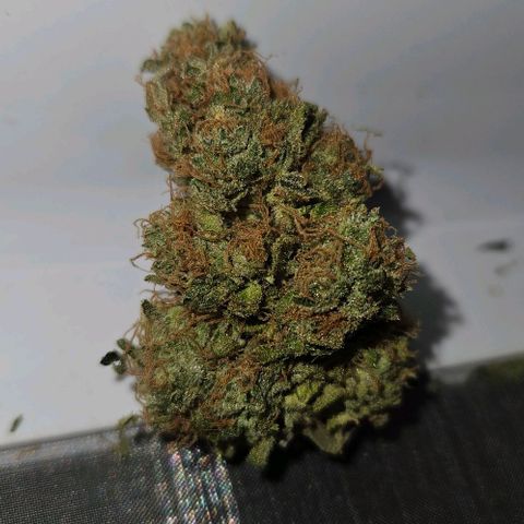 Kalini Asia growlog timeline photo