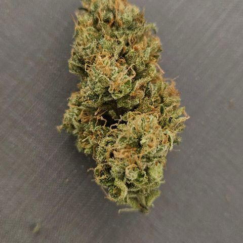 Kalini Asia growlog timeline photo
