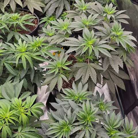 Lemon Orange growlog timeline photo