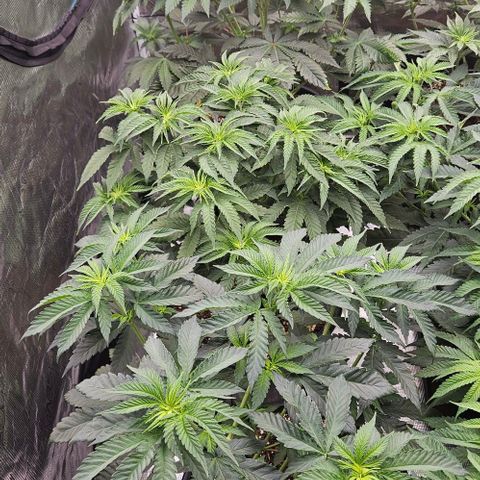 Lemon Orange growlog timeline photo