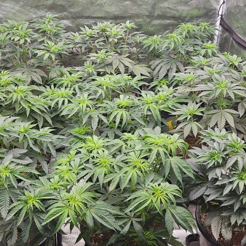Lemon Orange growlog timeline photo