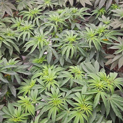 Lemon Orange growlog timeline photo