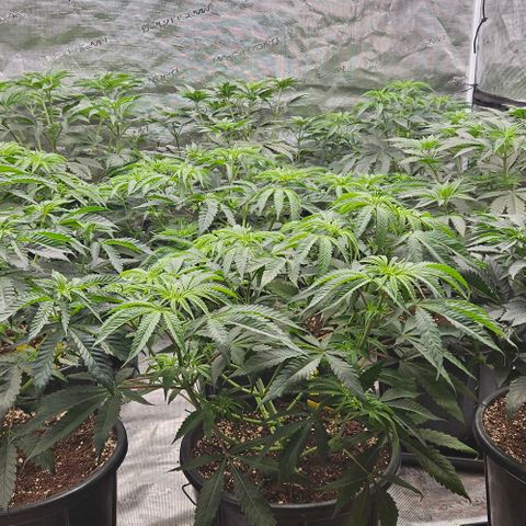 Lemon Orange growlog timeline photo