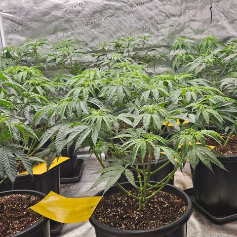 Lemon Orange growlog timeline photo