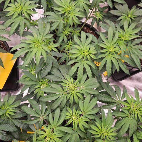 Lemon Orange growlog timeline photo