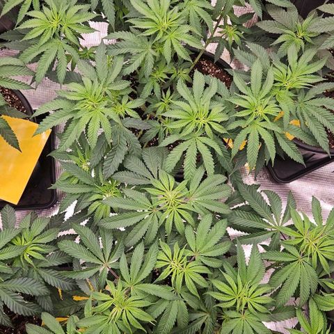 Lemon Orange growlog timeline photo