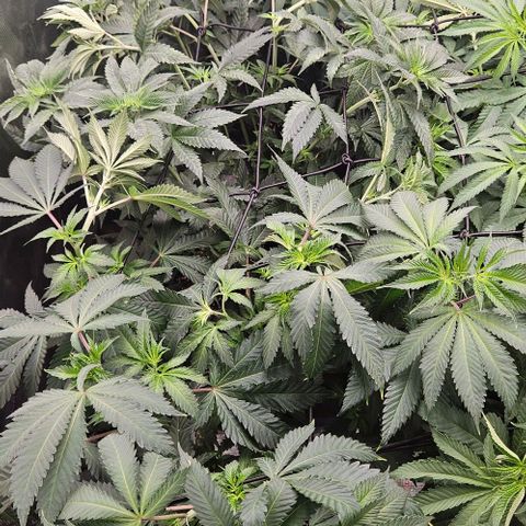 Lemon Orange growlog timeline photo