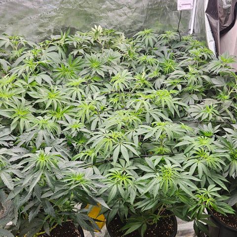 Lemon Orange growlog timeline photo