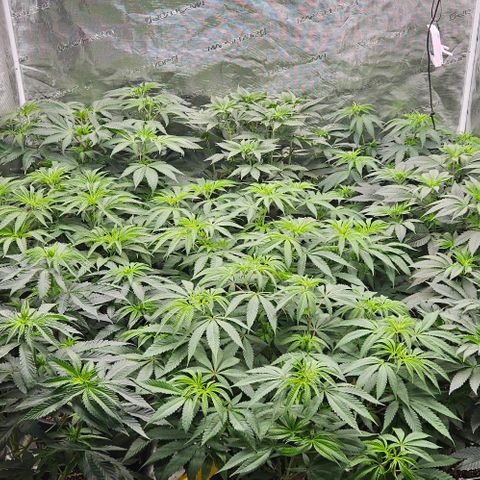 Lemon Orange growlog timeline photo