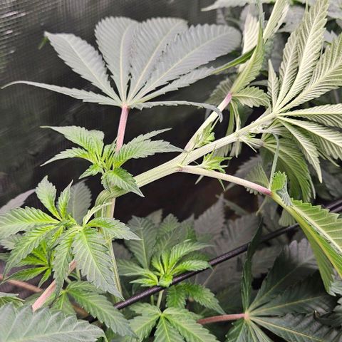 Lemon Orange growlog timeline photo