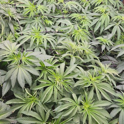 Lemon Orange growlog timeline photo