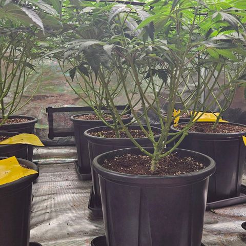 Lemon Orange growlog timeline photo