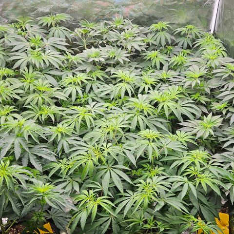 Lemon Orange growlog timeline photo