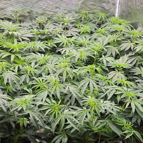 Lemon Orange growlog timeline photo
