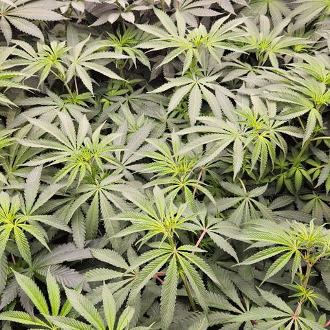 Lemon Orange growlog timeline photo