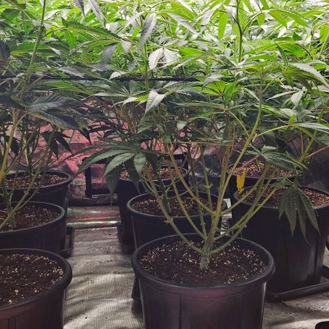 Lemon Orange growlog timeline photo