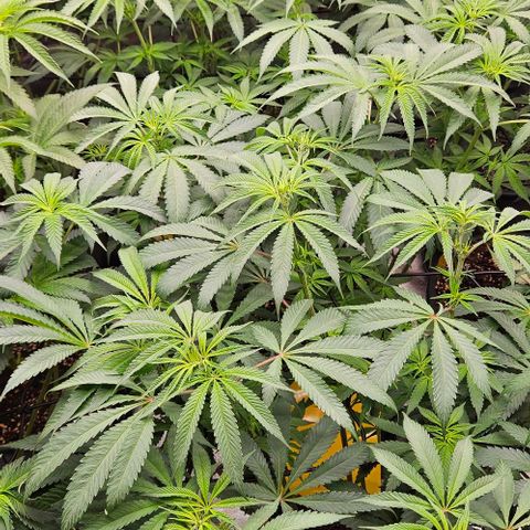 Lemon Orange growlog timeline photo
