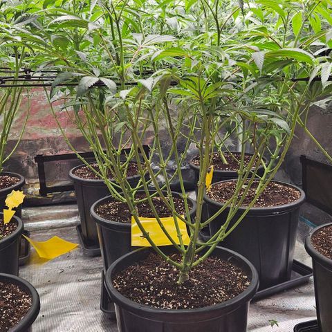 Lemon Orange growlog timeline photo