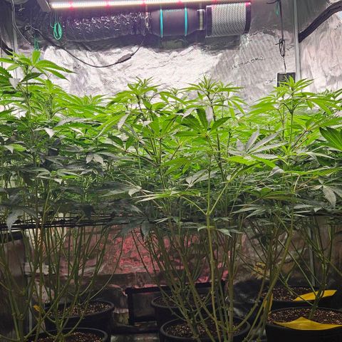 Lemon Orange growlog timeline photo