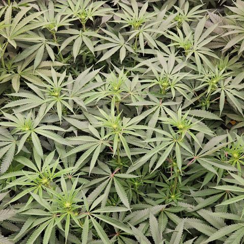 Lemon Orange growlog timeline photo