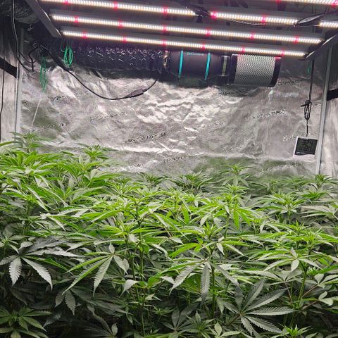 Lemon Orange growlog timeline photo