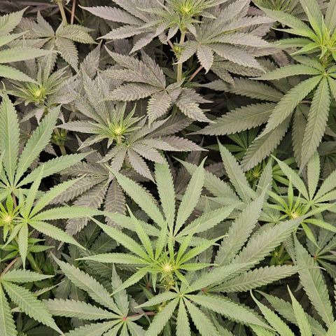 Lemon Orange growlog timeline photo