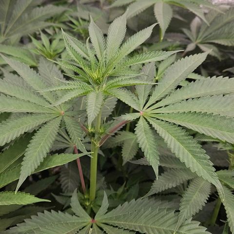 Lemon Orange growlog timeline photo