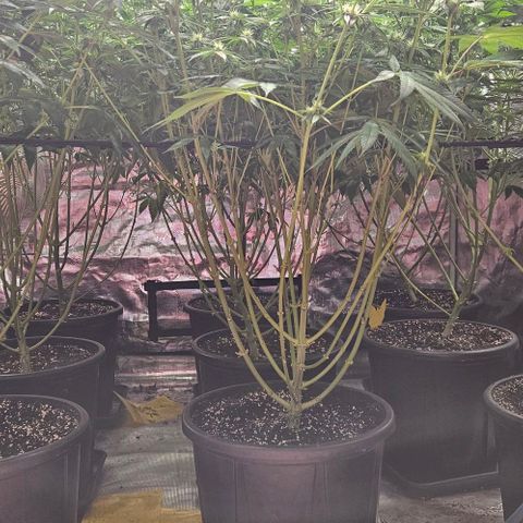 Lemon Orange growlog timeline photo