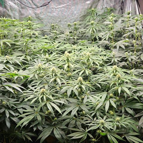 Lemon Orange growlog timeline photo