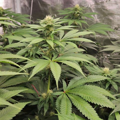 Lemon Orange growlog timeline photo