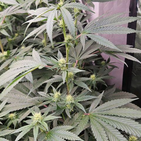 Lemon Orange growlog timeline photo