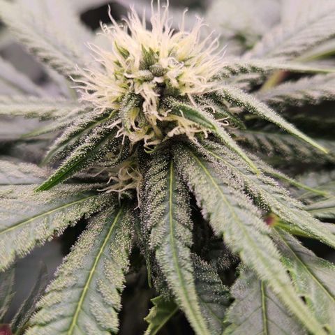 Lemon Orange growlog timeline photo