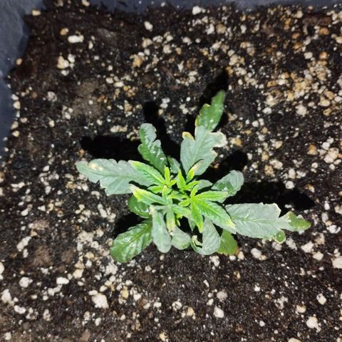 Ripper Badazz growlog timeline photo