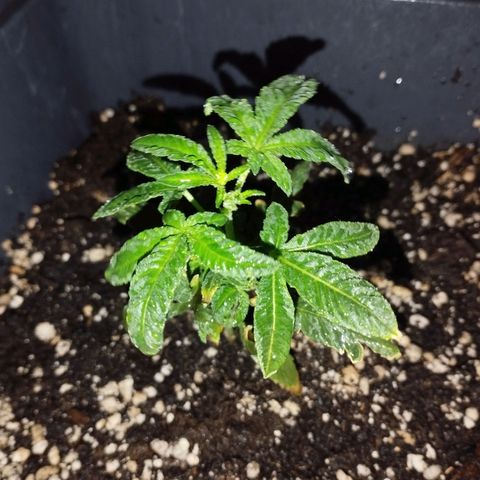 Ripper Badazz growlog timeline photo