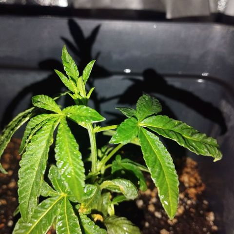 Ripper Badazz growlog timeline photo