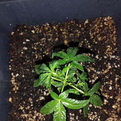 Ripper Badazz growlog timeline photo