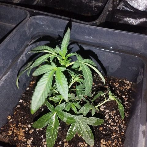 Ripper Badazz growlog timeline photo