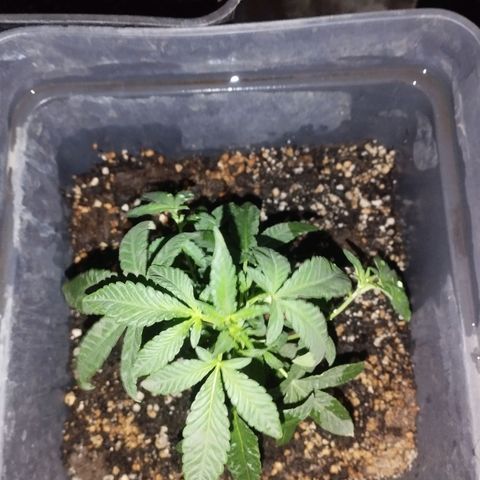 Ripper Badazz growlog timeline photo
