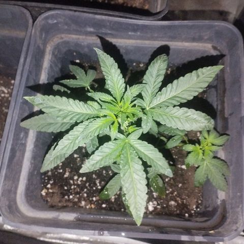 Ripper Badazz growlog timeline photo