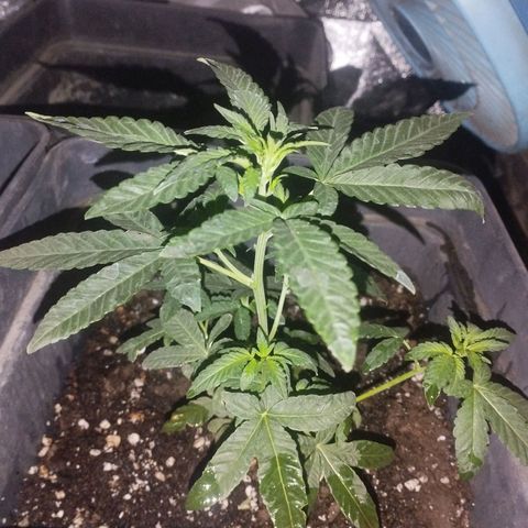 Ripper Badazz growlog timeline photo
