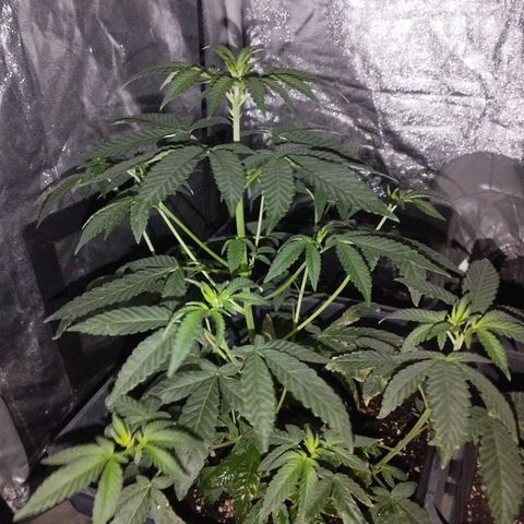 Ripper Badazz growlog timeline photo