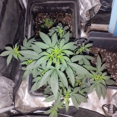 Ripper Badazz growlog timeline photo