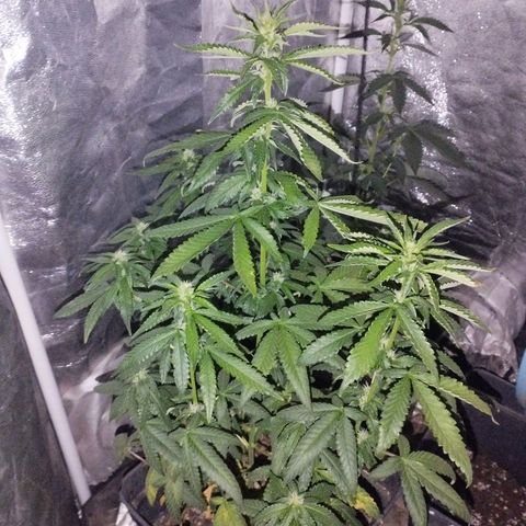 Ripper Badazz growlog timeline photo