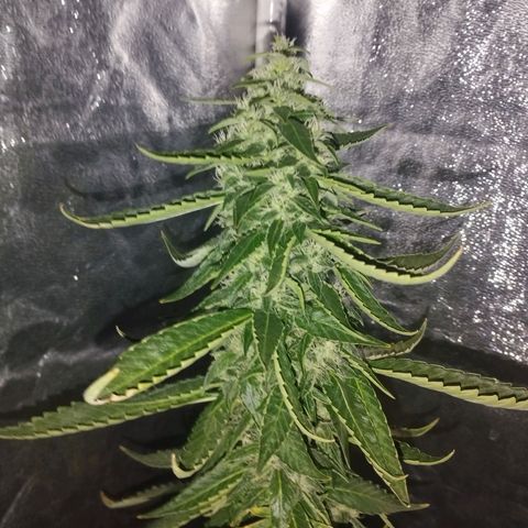 Ripper Badazz growlog timeline photo