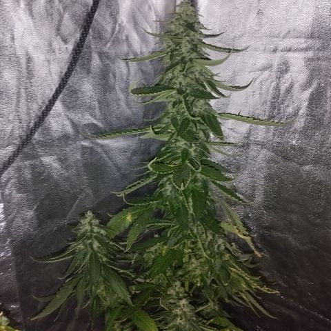 Ripper Badazz growlog timeline photo