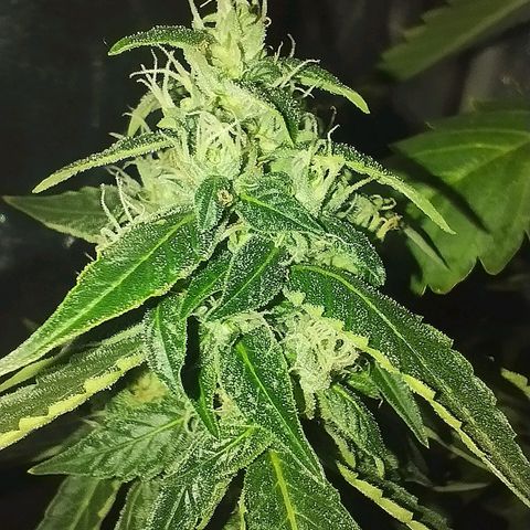 Ripper Badazz growlog timeline photo