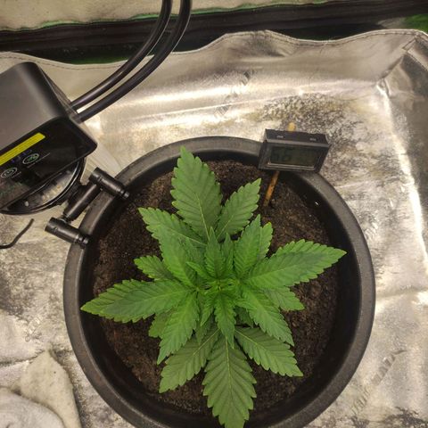 Aurora indica  growlog timeline photo