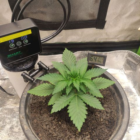 Aurora indica  growlog timeline photo